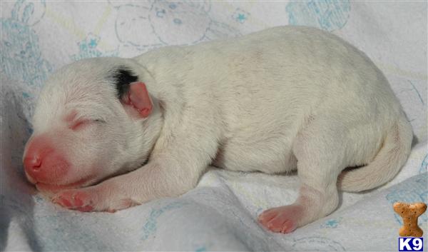 Puppies in RIVERSIDE