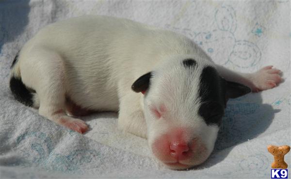 Puppies in RIVERSIDE