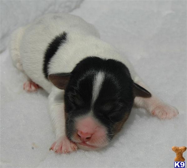 Puppies in RIVERSIDE