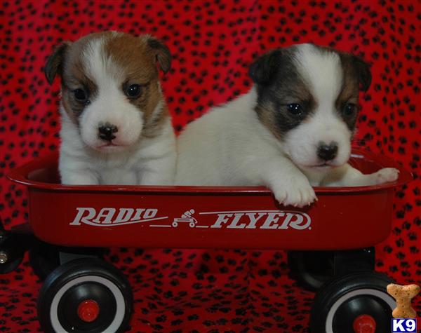 Puppies in RIVERSIDE