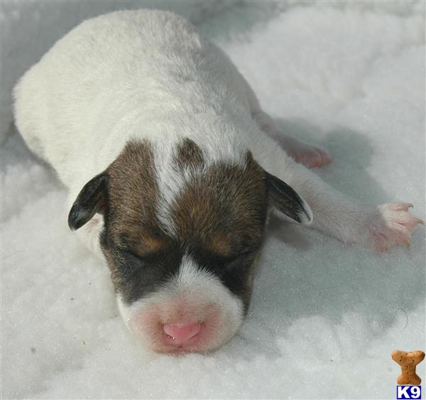 Puppies in Riverside