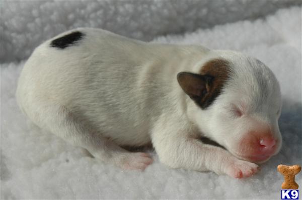 Puppies in Riverside