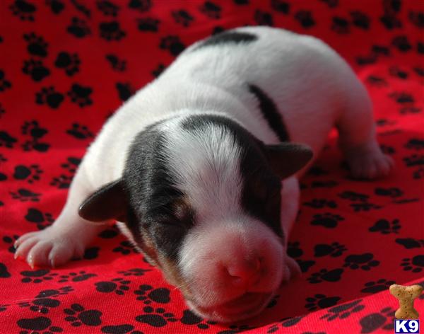 Puppies in RIVERSIDE