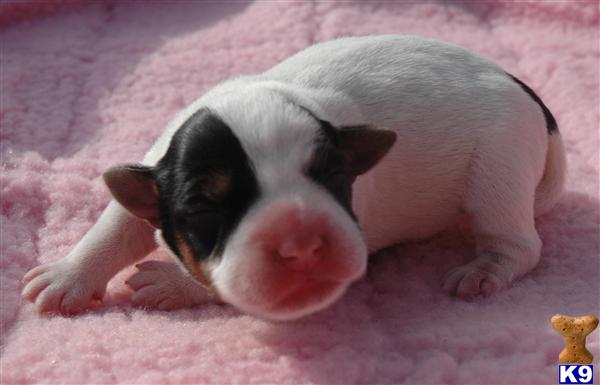 Puppies in RIVERSIDE