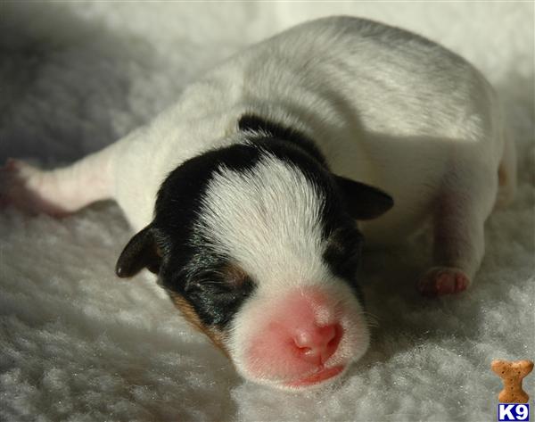 Puppies in CA