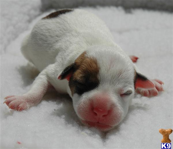 Puppies for Sale