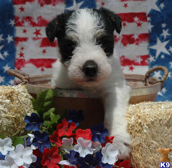 Puppies for Sale