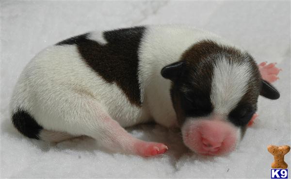 Puppies for Sale