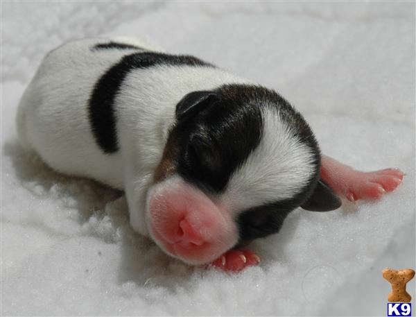 Puppies for Sale