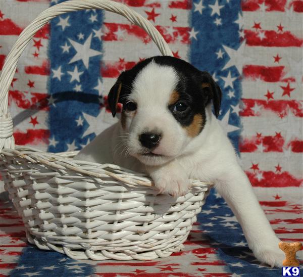 Puppies for Sale