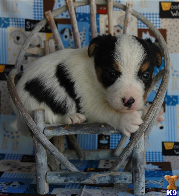 Puppies for Sale