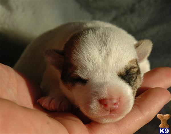 Puppies for Sale