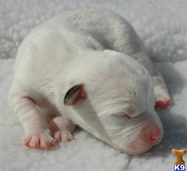Puppies for Sale