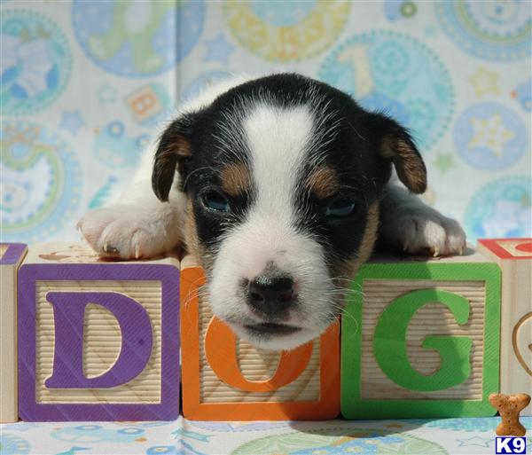 Puppies for Sale