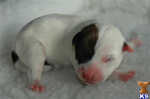 Parson Russell Terrier Puppies