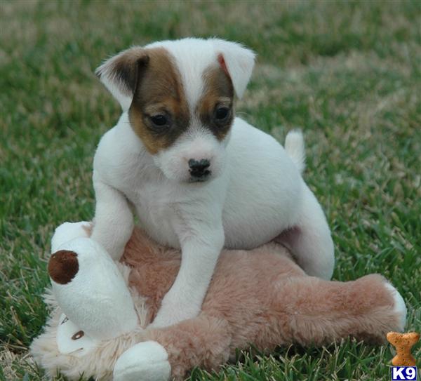 Parson Russell Terrier Puppies