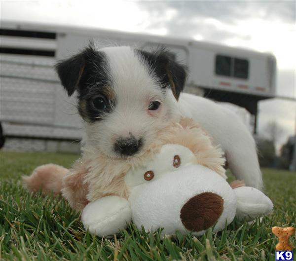 Parson Russell Terrier Puppies