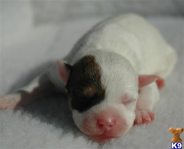 Parson Russell Terrier Puppies