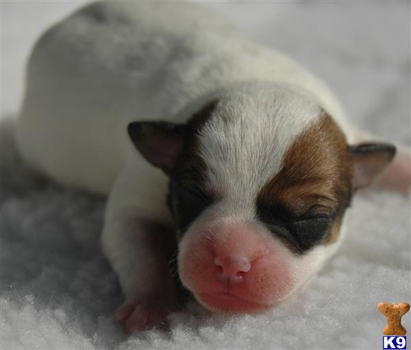 Parson Russell Terrier Puppies
