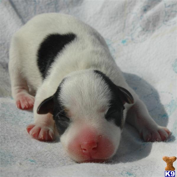Puppies in Riverside