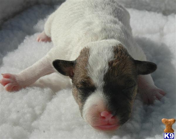 Puppies in Riverside