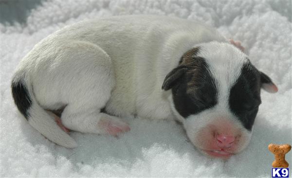 Puppies in Riverside
