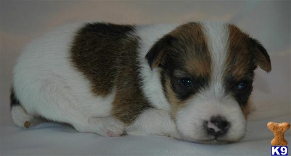 Puppies in Riverside