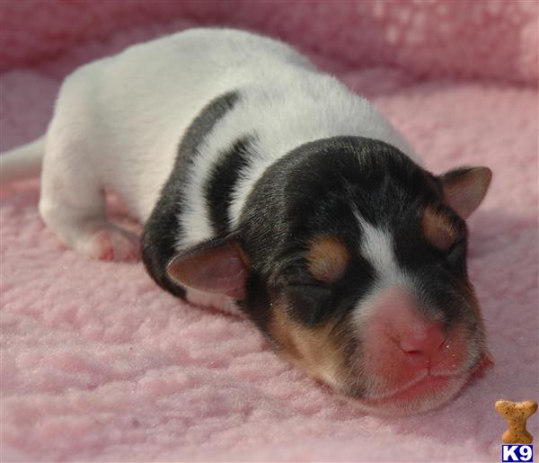 Puppies in Riverside