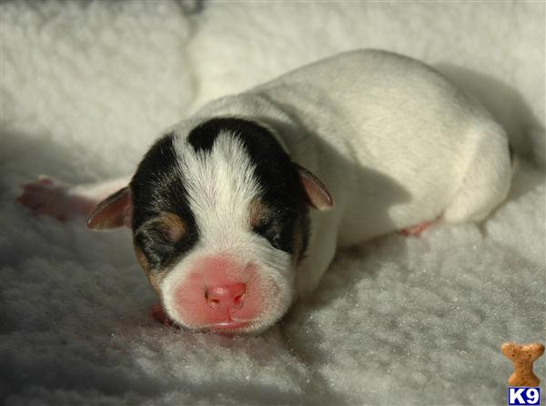 Puppies in CA