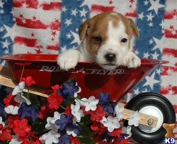 Puppies for Sale