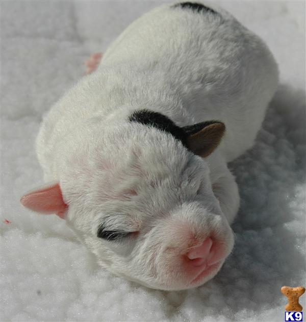 Puppies for Sale