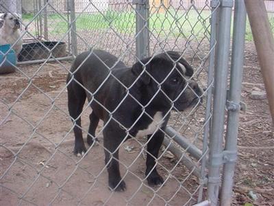Dogs for Sale in GA