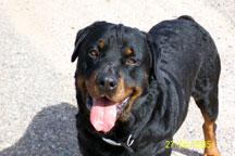 Stud Dogs - Rottweiler