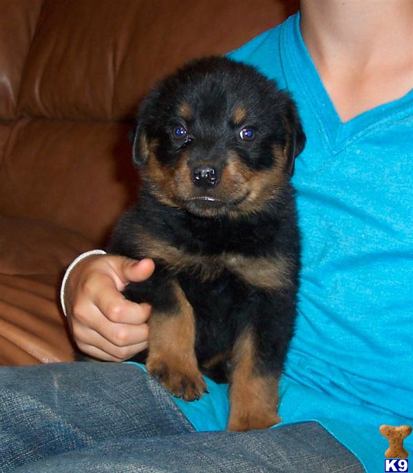 Dogs for Sale in AZ