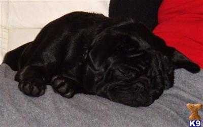 Stud Dogs - Pug