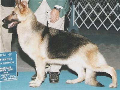 German Shepherd Puppies in TX