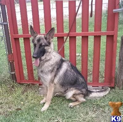 Dogs for Sale in TX