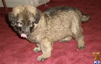 German Shepherd Puppies in TX
