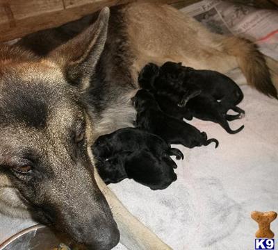 German Shepherd Puppies in TX