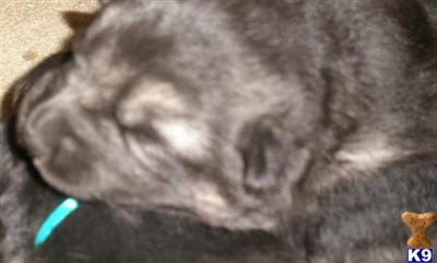 German Shepherd Puppies in TX