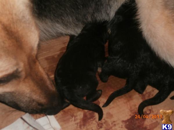 German Shepherd Puppies in TX