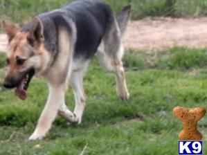 German Shepherd Puppies in TX