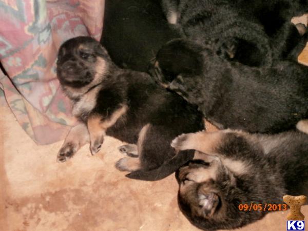 German Shepherd Puppies in TX