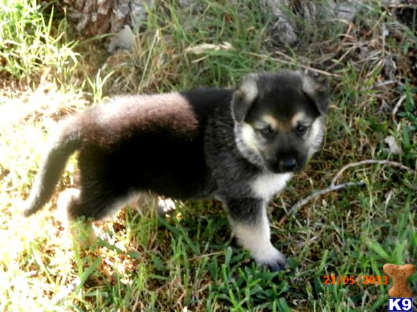German Shepherd Puppies in TX