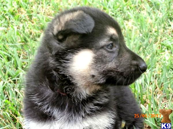 German Shepherd Puppies in TX