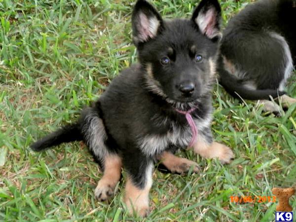 German Shepherd Puppies in TX