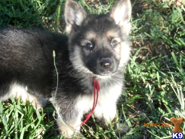 German Shepherd Puppies in TX