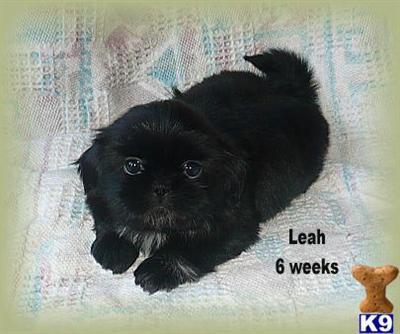 Shih Tzu Puppies for Sale