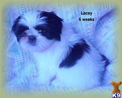 Shih Tzu Puppies for Sale