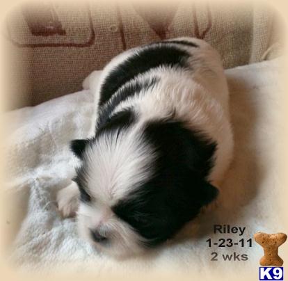 Puppies in Troutman